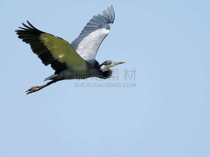 黑头苍鹭,黑头鹭,自然,野生动物,苍鹭,水平画幅,动物,鸟类,非洲,乌干达