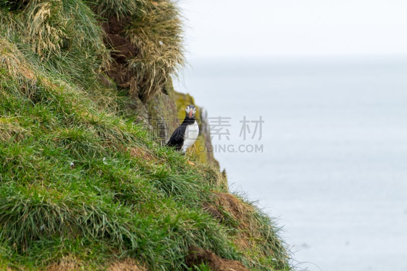 博尔加内峡湾,峡湾,东,大西洋海雀,冰岛国,冰岛中西部,自然界的状态,野生动物,橙色,杂色的