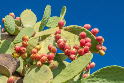 仙人球,天空,水果,蓝色,红色,背景,giant prickly pear cactus,仙人掌果,菩提树,水平画幅