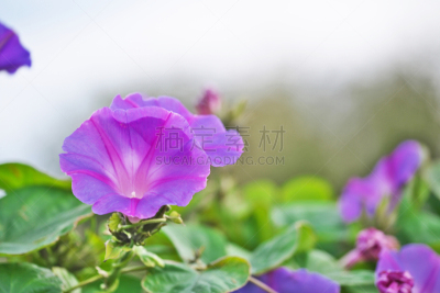 早晨,水平画幅,秋天,无人,日本,藤泽市,植物,十月,紫色,牵牛花