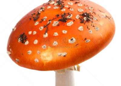 肮脏的,毒蝇菇,蘑菇,切片食物,水平画幅,无人,斑驳的,特写,毒蘑菇,干小皮伞菌
