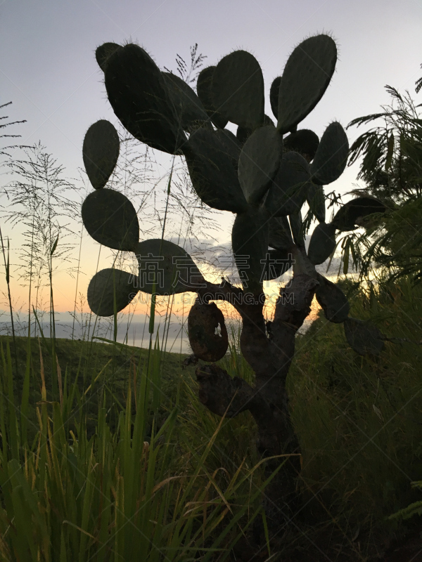 考艾岛,夏威夷,仙人掌,外米亚峡谷,充满的,月亮,尼豪岛,太平洋岛屿,仙人球,垂直画幅