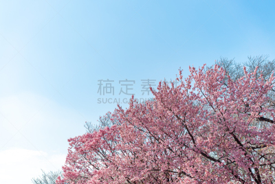 樱花,日本,东京,泉,表现积极,海洋,天空,在下面,派克大街,职业