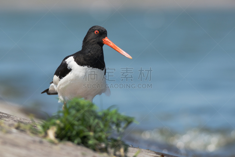 蛎鶜,蛎鹬,防水长靴,鷸形目,自然,野生动物,水平画幅,无人,鸟类,乌克兰