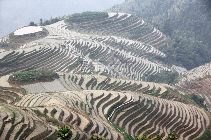 龙脊梯田,广西壮族自治区,梯田,稻,中国,壮族,瑶族,苗族,龙胜,阳朔