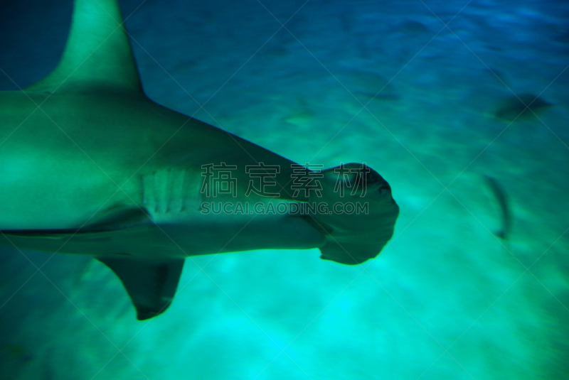 双髻鲨,水族馆,人工饲养动物,灰色,热带气候,图像,魟,海洋,鲨鱼,动物身体部位