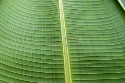香蕉叶,特写,绿色,神经根,叶脉,美,水平画幅,纹理效果,无人,英格兰