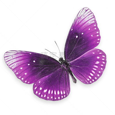 色彩鲜艳,自然美,蝴蝶,australian crow butterfly,生物学,可爱的,一个物体,背景分离,翅膀,一只动物