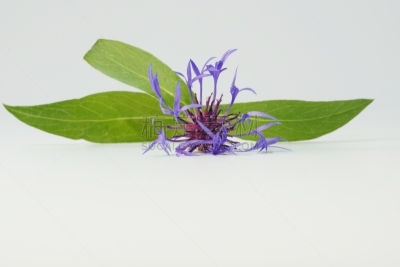 山矢车菊,特写,矢车菊,自然,水平画幅,无人,蓝色,平视角,野生植物,仅一朵花