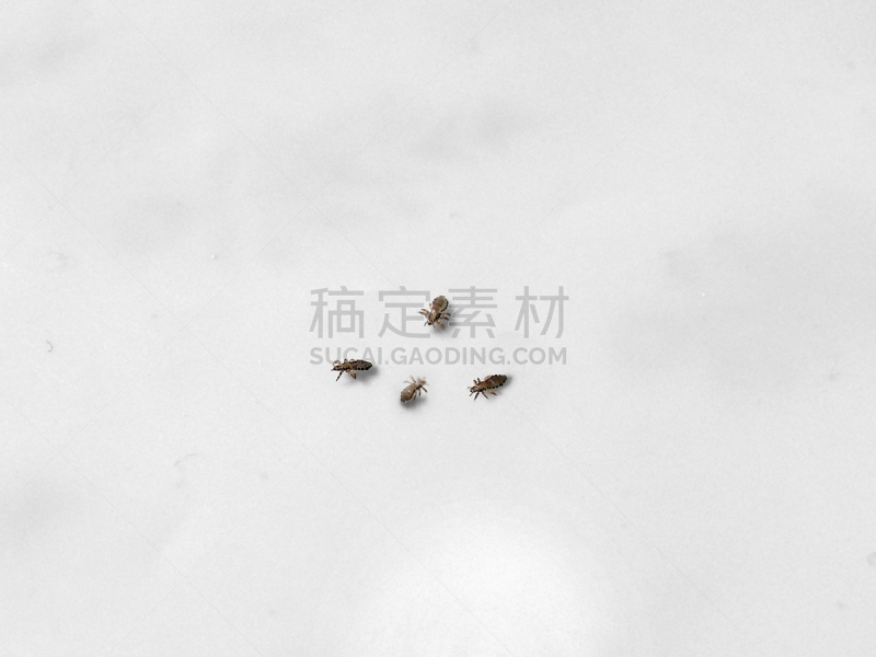 人虱,阴虱,头虱,虱子,寄生的,水平画幅,无人,美发用品,幼虫,动物