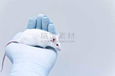 白色,动物手,鼠,研究人员,圣伯纳犬,生物科技,水平画幅,老鼠,科学实验