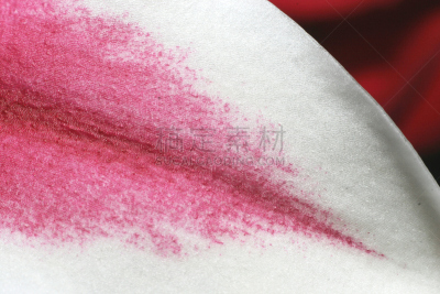 占星百合,花瓣,白色,水平画幅,无人,阴影,粉色,特写,仅一朵花,摄影