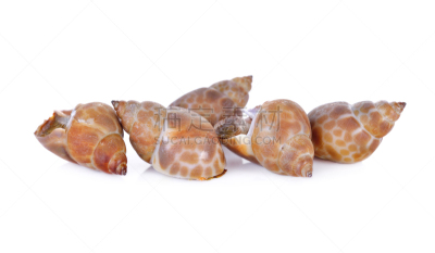 斑点,清新,白色背景,巴比伦,褐色,水平画幅,生食,海产,特写,海洋