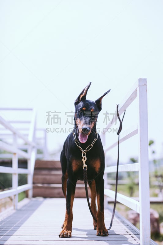 杜宾犬,刚毛小猛犬,自然,垂直画幅,可爱的,无人,草,犬科的,哺乳纲,宠物