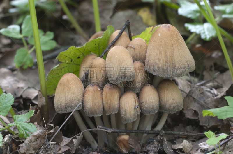 蘑菇,鸡腿菇,晶粒鬼伞,自然,褐色,水平画幅,小的,无人,苔藓,户外