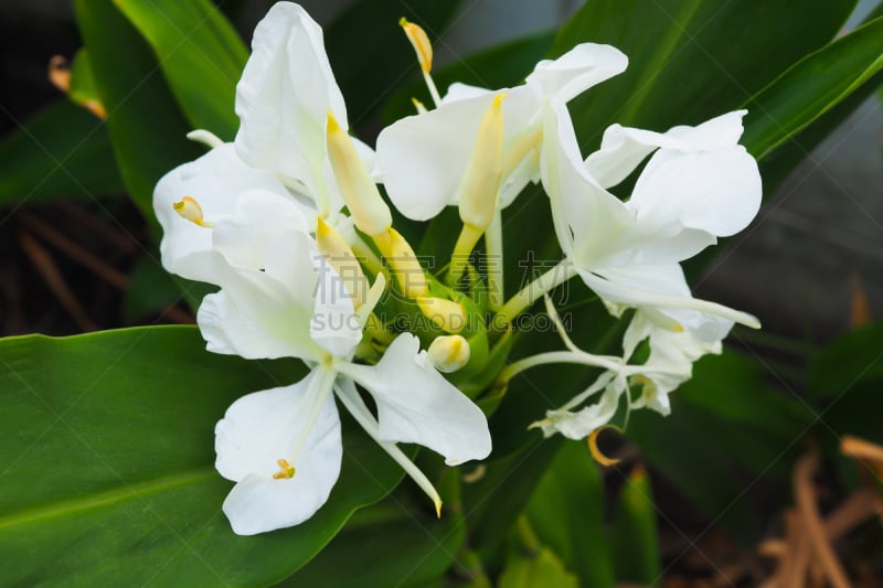 White Ginger Blooming - Hedychium coronarium flowers