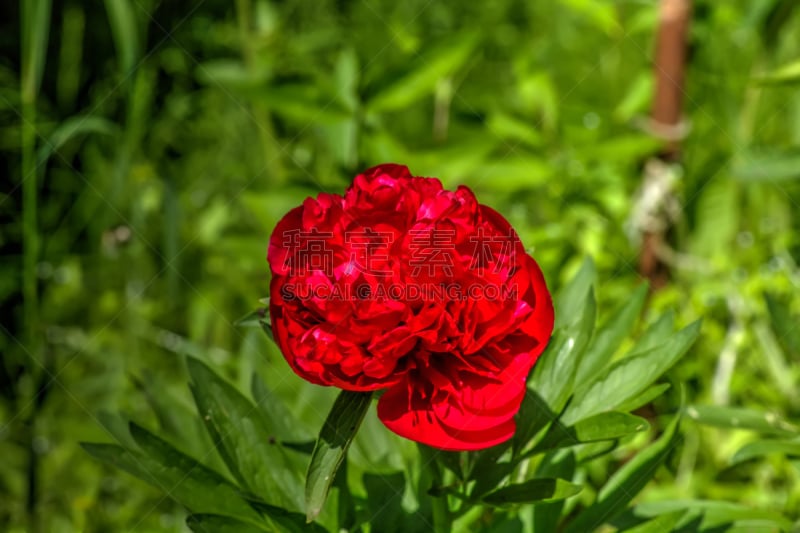 牡丹,园林,美,边框,芳香的,水平画幅,古典式,夏天,生日,花