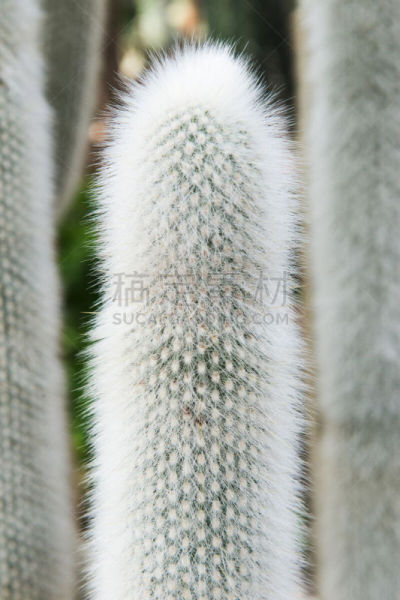 仙人掌,比较,植物群,老人掌,植物学家,百科全书,自然,垂直画幅,正面视角,南美