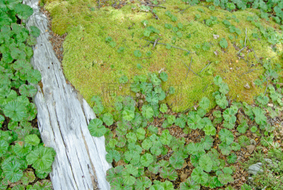 苔藓,森林,公园,火地群岛,巴塔哥尼亚,南方山毛榉,丘布特省,南美,水平画幅,无人