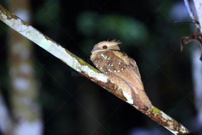 婆罗洲岛,沙巴州,马来西亚,巨大的,达浓谷地,自然,美,danum valley conservation area,野生动物,水平画幅