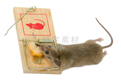 捕鼠器,鼠标,水平画幅,老鼠,2015年,受害者,摄影,结束