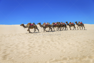 宁夏回族自治区,骆驼,中国,沙漠,erg chebbi dunes,单峰骆驼,撒哈拉沙漠,水平画幅,沙子,旅行者