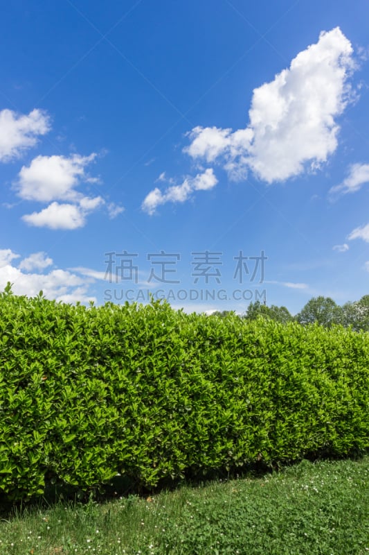 天空,树篱,林荫大道,垂直画幅,公园,墙,无人,夏天,草,云景