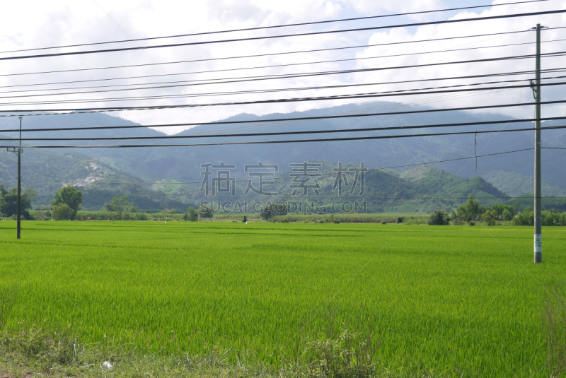 田地,稻,太阳城,水坝,稻田,水平画幅,秧苗,无人,草,越南