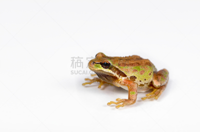 绿色,白色背景,棕色树蛙,spring peeper frog,树蛙,自然,图像聚焦技术,选择对焦,留白,褐色