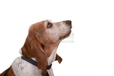 狗,猎犬,白色背景,背景分离,宠物项圈,图像,动物耳朵,动物身体部位,动物毛发,动物眼睛