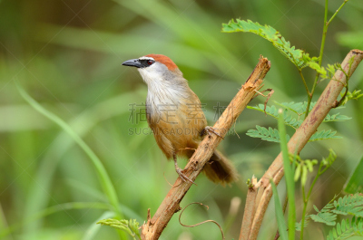 Chestnut-capped Babbler,自然,野生动物,水平画幅,绿色,无人,鸟类,热带树,野外动物,户外