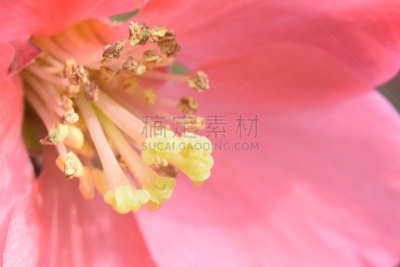 自然,红色,温柏,水平画幅,无人,皱皮木瓜,灌木,粉色,花头,德国