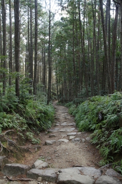 熊野古道,日本,和歌山县,海上航道,世界遗产,环境保护,小路,户外,天空,木制