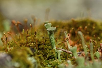 泥泞的,苔藓,真菌,大特写,背景,黏菌,孢子,地衣,美,水平画幅