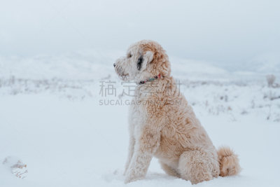 雪,毛绒绒,巨大的,狗,可爱的,寒冷,纯种犬,法兰德斯畜牧犬,野生动物,肖像