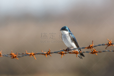 树燕,鸟类,无人,自然,公元前,图像,褐色,水平画幅,加拿大,北美歌雀