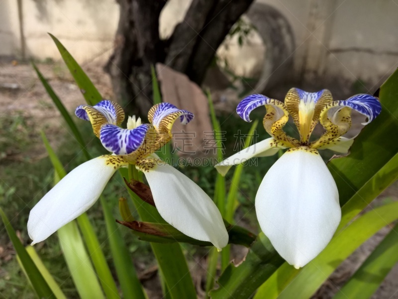 巴西,园林,真菌性口炎,美,水平画幅,情绪压力,纯净,夏天,特写,虎