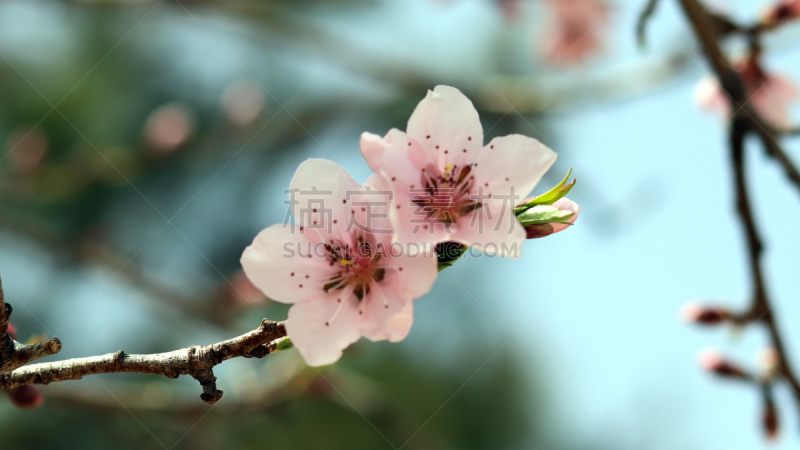 桃,柔和,蓝色背景,美,芳香的,水平画幅,无人,户外,特写,充满的