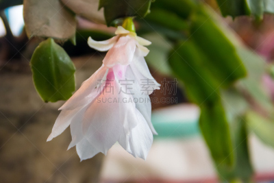 白色,花盆,圣诞仙人掌,粉色,美,水平画幅,无人,室内植物,特写