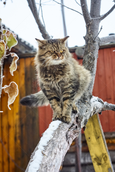 猫,黄色,垂直画幅,蛇眼,雪,动物身体部位,表情符号,毛绒绒,冬天,条纹