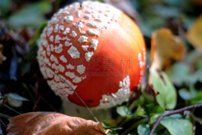 鹅膏菌,水平画幅,孢子,无人,苔藓,夏天,组物体,户外,草,斑驳的
