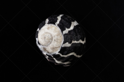 图像,贝壳,长春花属,大特写,自然,螺线,条纹,海洋生命,滨螺,海洋