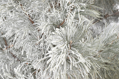 霜,黎巴嫩,雪松,美,水平画幅,雪,无人,树梢,早晨