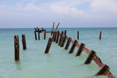鸟类,海洋,水,水平画幅,海港,古老的,拆毁的,户外,拉丁美洲,海滩