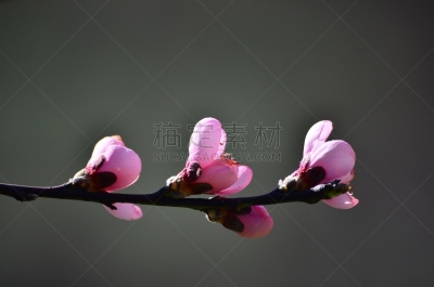 春天,自然,土耳其,粉色,埃斯基谢希尔省,图像,花蕾,美国,无人,植物