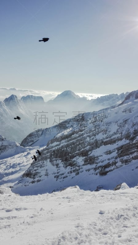 鸟类,澳大利亚阿尔卑士山脉,生物学过程,垂直画幅,天空,地形,山,雪,冰河,无人