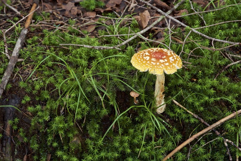 苔藓,蘑菇,森林,美,褐色,水平画幅,无人,夏天,户外,特写