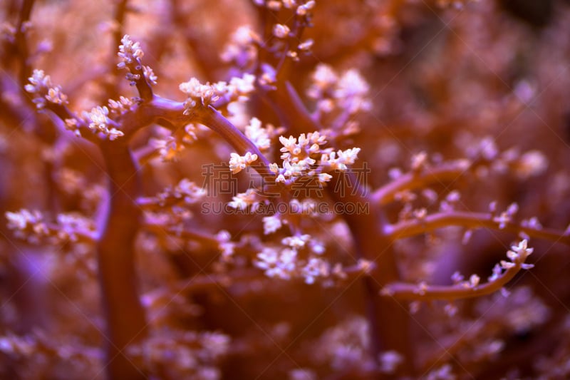 粉色,软珊瑚,特写,冲绳美丽海水族馆,自然,水平画幅,水下,海洋,冲绳县,叶子