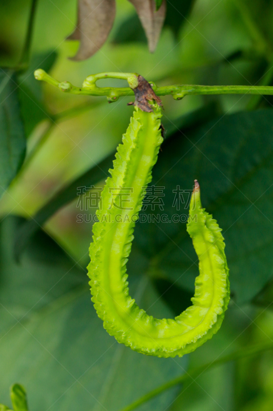 菜园,四角豆,农业,蔬菜,清新,长度,热带气候,食品,泰国,公主