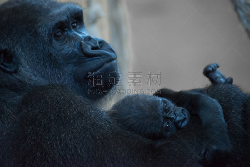 动物的臂,大猩猩,婴儿,母亲,西方苏格兰低地大猩猩,动物手,灵长目,濒危物种,水平画幅,动物身体部位